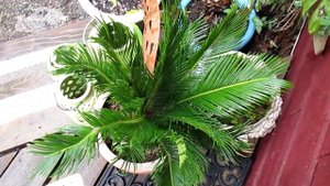 Sago Palm Over Wintered in a Planter / Canada
