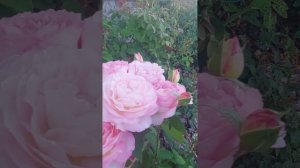 Троянди мого саду. Троянда Марк Шагал (Marc Chagall)