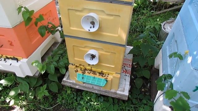 обработка пчел в июне от клеща Варроа пихтовым маслом  - в улье Кука ( обновление 10.06.2022 )