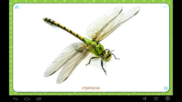 Развивающие мультики для детей НАСЕКОМЫЕ И ПАУКИ