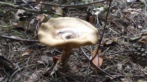 Krowiak podwinięty - Paxillus involutus