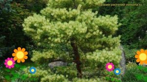 Сосна густоцветная Окулус Драконис. Краткий обзор, описание pinus densiflora Oculus Draconis