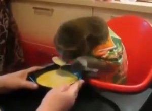 Обезьяна уплетает вкусный супчик