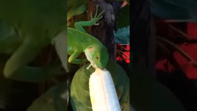 Banana time - Fiji iguana feeding