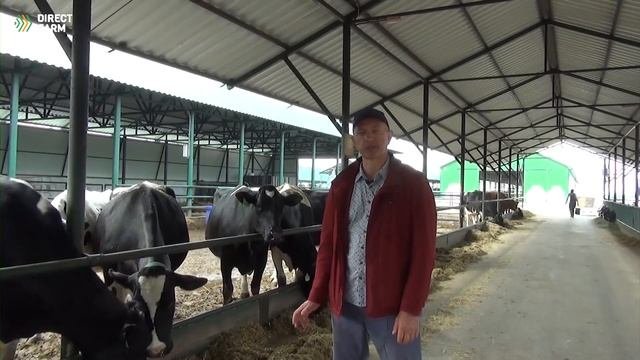 Особенности кормления сухостойных коров