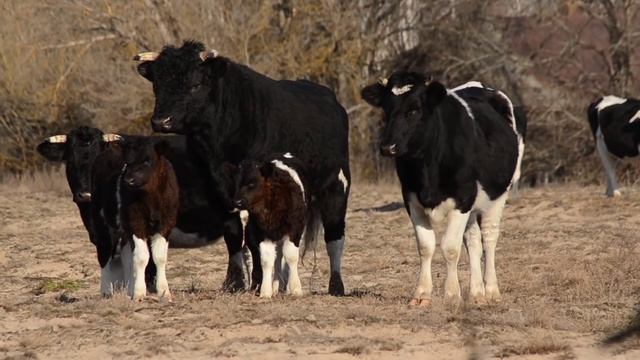 Здичавілі корови в Чорнобильській зоні смотреть онлайн
