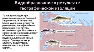 Биология 9 класс. Процессы образования видов