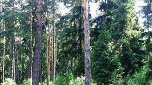Поселок Кратово Московская область, Раменский район автор клипа Зоя Боур-Москаленко