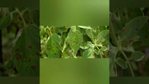 Болезни томатов: серая и белая гниль, фомоз, септориоз, кладоспориоз, наст. и ложная мучнистая роса