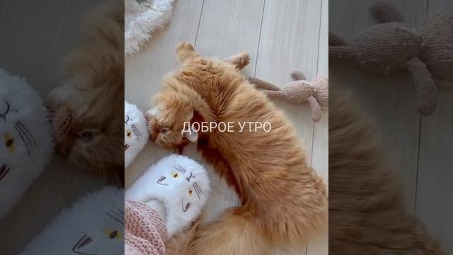 #доброеутро #сдобрымутром