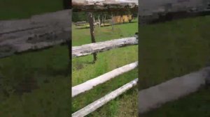 ЗООПАРК АМОДОВА В ЧИТЕ ЗАБАЙКАЛЬСКОМ КРАЕ