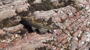 Часть 3 Рыбалка на Белом море 2019г.