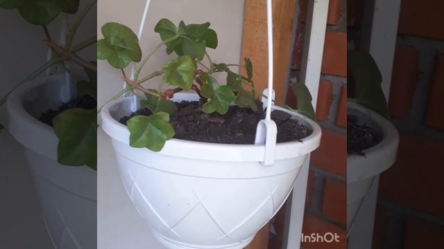 #пеларгония #красота #цветочки Плющелистная,ампельная пеларгония. смотреть онлайн