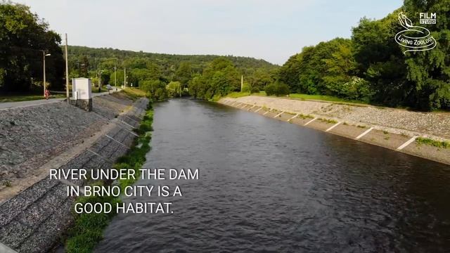 Snakes on the hunt - Grass snake hunts a frog and Dice snakes hunt fish смотреть онлайн