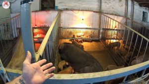 Сердечный приступ у свиней. Аптечка скорой помощи в свинарнике обязательно.