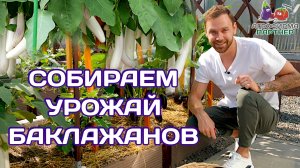 Сбор урожая баклажанов и обзор сортов | Рекомендация по продлению срока плодоношения баклажанов