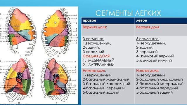 ЛЁГКИЕ И ПЛЕВРА. КЛИНИЧЕСКИЕ АСПЕКТЫ