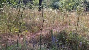 Вероника длиннолистая- лекарственное растение.