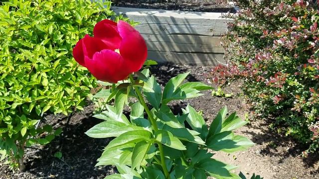 Charles Burgess peony and Rubra Plena peony