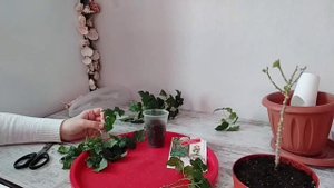 АБУТИЛОН БЕЛЛА , ОБРЕЗКА, РАЗМНОЖЕНИЕ И ЦВЕТЕНИЕ.