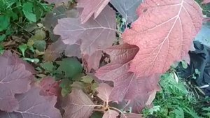 гортензия дуболистная Сноу флэйк