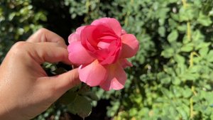 The Deep Pink Rose, David Austin Princess Alexandra of Kent Rose #davidaustinroses #pinkroses