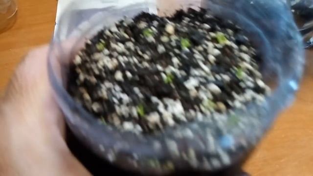 Всходы Адениума,Эустомы и Сон-травы.Мой первый опыт. смотреть онлайн