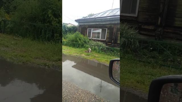 Морской котик на берегу моря смотреть онлайн