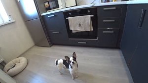 Как научить чихуахуа собаку выполнять команды