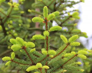 ИММУНИТЕТ.ЕЛОВЫЕ ПОБЕГИ-2