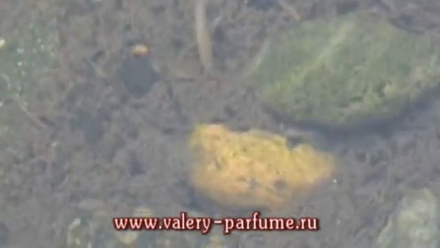 гигантский мормыш белого цвета
