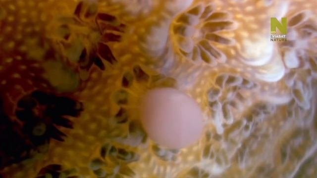 Царство кораллов   Coral Kingdoms  #Большой Барьерный риф.