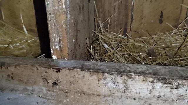 Куры и индоутки / Яйценоскость кур и уток смотреть онлайн