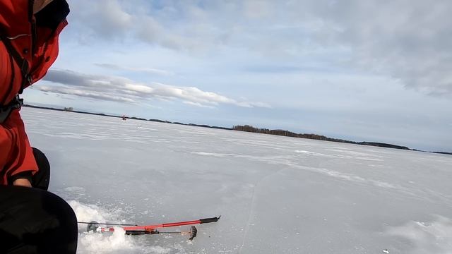 РЫБАК НЕ ОЖИДАЛ ТАКОГО! МОЩНЫЙ КЛЕВ на мормышки! Зимняя рыбалка, Карелия, Онего. Апрель 2023.