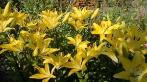 Очень красивые желтые лилии