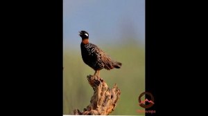 Известные фотографы. Биплаб Хазра (©Biplab Hazra)