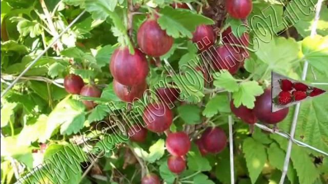 Садоводство Ягодные кустарники.mp4 смотреть онлайн