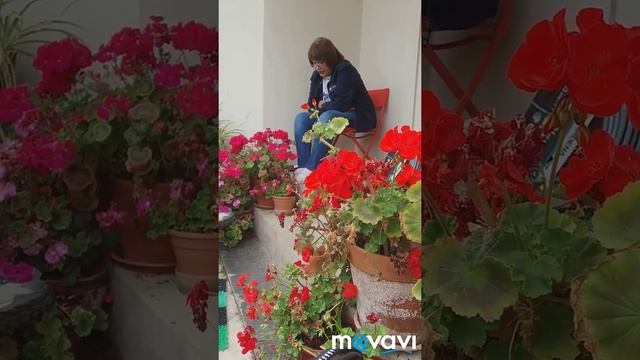 Часть 3. Елена Константинова о флоксах