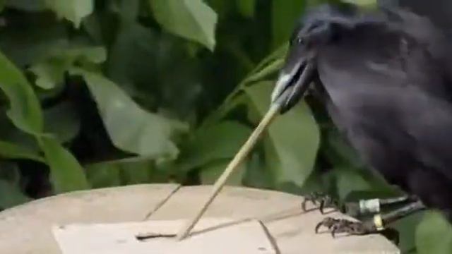 умная ворона смотреть онлайн