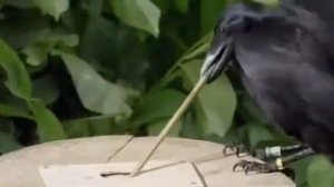 умная ворона