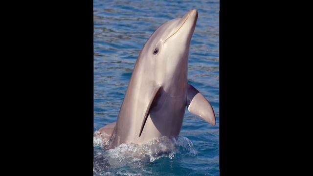 Млекопитающее животное живущее в воде — ДЕЛЬФИН. Китообразные... *умное существо* . смотреть онлайн