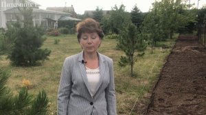 Создание живой изгороди из можжевельника Блю Арроу /1 часть
