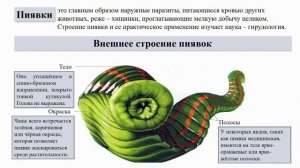 Тип Кольчатые черви. Тема 10. Многощетинковые черви. Пиявки