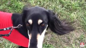 Anydogs соревнования по курсингу