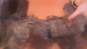 Сравниваем результат мокрого валяния из кошачьей, овечьей и собачьей шерсти