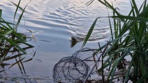 1 Таблетка на всю рыбу! Рыба клюёт жадно! Взял 20кг рыбы за час рыбалки!