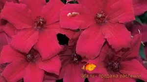 Клематис крупноцветковый Кардинал Вишинский ? обзор: как сажать, саженцы клематиса