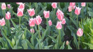 Надо уметь прощать