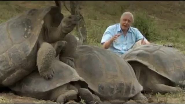 Гигантские черепахи смотреть онлайн