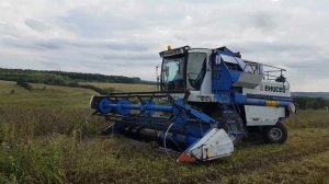 Уборка фацелии на семена